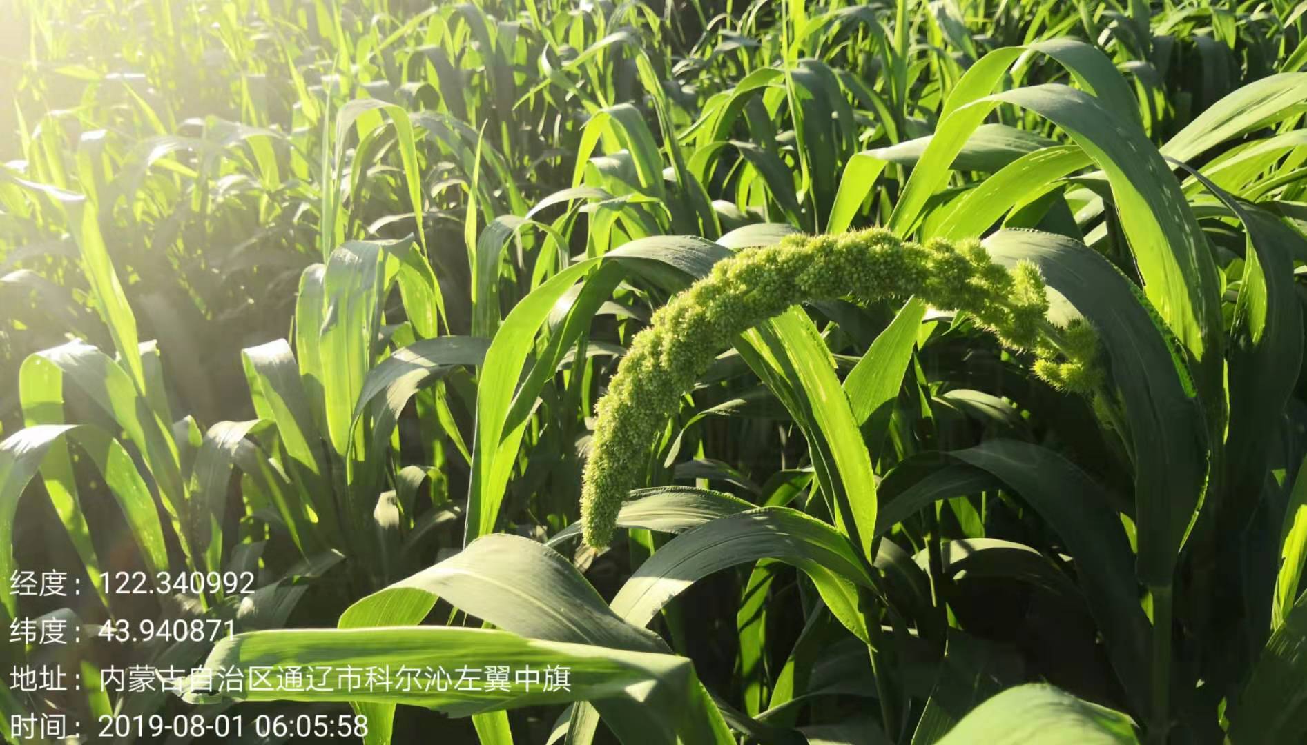 色种植基地揭开五千年小黄米营养的秘密!麻将胡了游戏旗电视台直播哈民小黄米绿(图4)